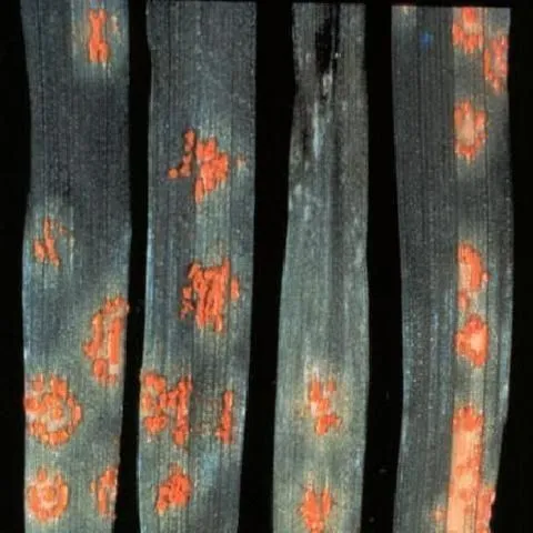 thumbnail for publication: Rust